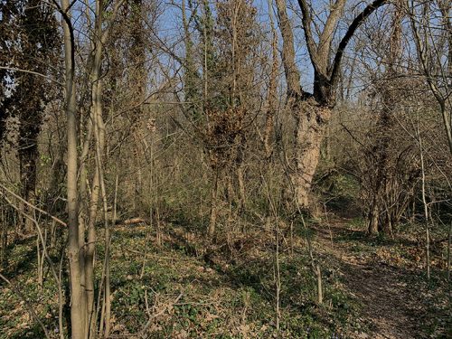 bosco_01